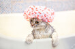 Bathing animals, grooming, combing, drying and styling cats, combing wool. A beautiful British cat in a shower cap bathes in the bath. Animal care. Animal care.