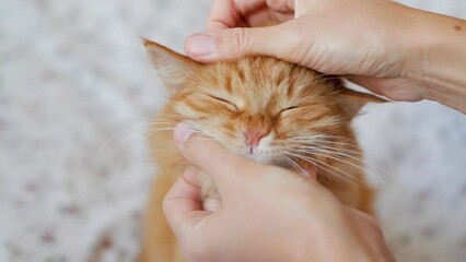 Wall Mural - Woman is stroking ginger cat. Fluffy pet is purring of pleasure. Cozy home with cute and affectionate animal.