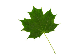 Wall Mural - Green maple leaf close-up isolated on white background