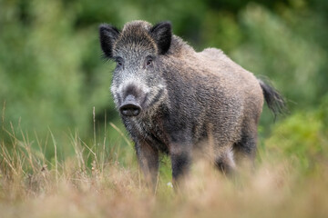 Wall Mural - wild boar in the meadow scenery