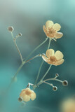 Fototapeta Kwiaty - Wiosenne polne kwiaty