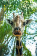 Głowa (portret) uśmiechniętej żyrafy.