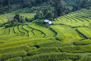 Poster - rice field in the morning in asia