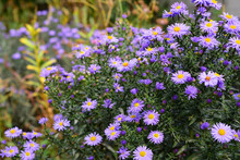 Make your garden bee-friendly in autumn with Aster amellus. Gardening for bees with tansy leaf aster (Machaeranthera tanacetifolia). Aster amellus for pollinators to grow in autumn.