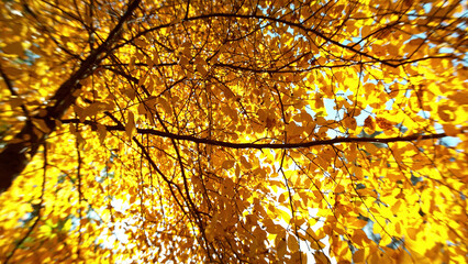 Wall Mural - Golden autumn beech tree with falling leaves.