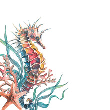 A Seahorse With Corals, Algae And A Starfish. Watercolor Illustration. For Decoration And Design Of Summer, Beach, Souvenirs, Menus, Posters