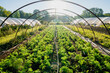 © Sarah Rypma - Crop of Carrots Growing in Greenhouse