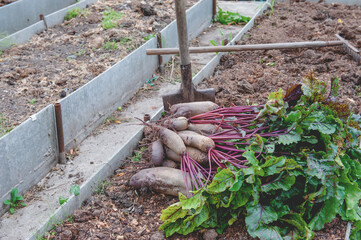 Wall Mural - harvest of large beets lies in the garden. The concept of eco-friendly vegetables in the city garden