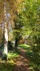 Path in the Forest