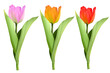 Hand painted  of multicolors tulips bundle, in png file with transparent background
