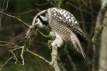 Wall Mural - Northern hawk owl (Surnia ulula) sitting on a branch feeding on a vole.