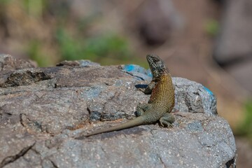 Poster - Closeup shot of a Spiny lizards on a rock with blur background