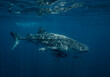 © Cavan Images - a whale shark - the largest fish in the world  - in Thailand