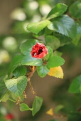 Poster - Closeup shot of a red rose bud