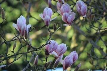 Poster - Closeup of a pink Magnolia bloomed tree