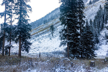 Wall Mural - Maroon Bells rocky mountains with spruce pine tall conifer trees in Aspen, Colorado after winter snow frozen forest in October morning with nobody in landscape