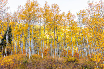 Wall Mural - Colorful orange yellow leaves foliage on American aspen trees forest in Colorado rocky mountains autumn fall season with nobody in Maroon Bells area