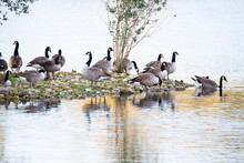 Group Of Canadian Goose In The Wetland Haff Reimech In Luxembourg, Water Birds At The Shore, Branta Canadensis