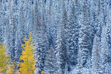 Wall Mural - Cold Maroon Bells pine spruce fir forest by aspen trees at Colorado Rocky mountains after winter snow covered frozen forest in late autumn