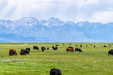 southwest colorado highway 285 with rural countryside farm field pasture and cows near center and mo