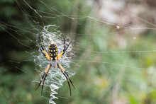 Yellow And Black Orb Weaver Spider On Web
