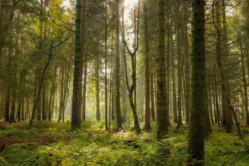 Beautiful forest with trees in Switzerland in the fall on a sunny day