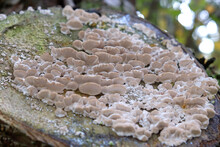 White Bracket Fungi, Also Known As Shelf Or Polypore Fungi, On A Tree Stump.