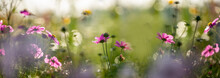Dewy Cosmos Flowers And Grass With Nice Soft Artistic Bokeh - Autumnal Picture