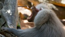 Furry Baboon With Its Mouth Open Wide