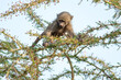 Baboons around Lake Manyara Tanzania