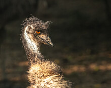 A Head Shot Of A Emu