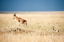 Impala And Baby Antelope In The Savannah In Ngorogoro Crater