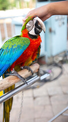 The expression of the Macau bird is touched by humans until it is comfortable to close your eyes