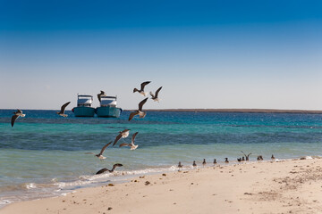 Wall Mural - Egypt. Red sea day