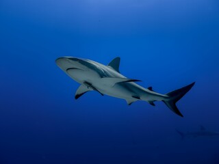 Wall Mural - Caribbean reef shark moving under blue water
