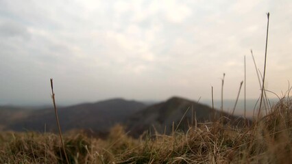 Wall Mural - Abstract shallow focus view of dry grass and blurred mountain background scene