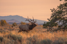Bull Elk At Sunrise During The Fall Rut In Wyoming