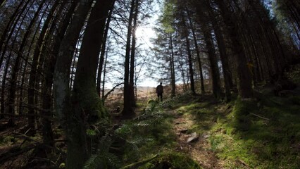 Wall Mural - A man walking through a forest and celebrating with his arms raised