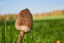 Macrolepiota Procera, Parasol Mushroom On Grass Field