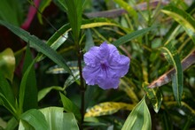 Closeup Of Blooming Purple Ruellia Flower