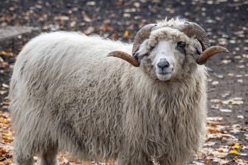 Wall Mural - A ram with spinning horns outside in a paddock.