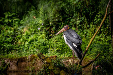 Stork Standing Near A Pond