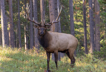 Canvas Print - Bull Elk During the Fall Rut in Wyoming