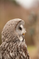 Canvas Print - Closeup portrait of a great gray owl looking away with blurred background