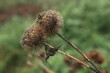 burdock seeds in autumn with cobwebs