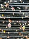 Fototapeta Pomosty - drewniany pomost pokryty suchymi liśćmi