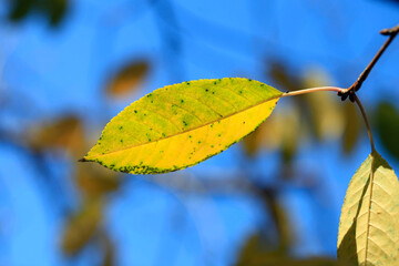 Wall Mural - Colorful autumn leaves on nature background