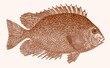 Vermiculated spinefoot siganus vermiculatus, tropical marine fish in side view