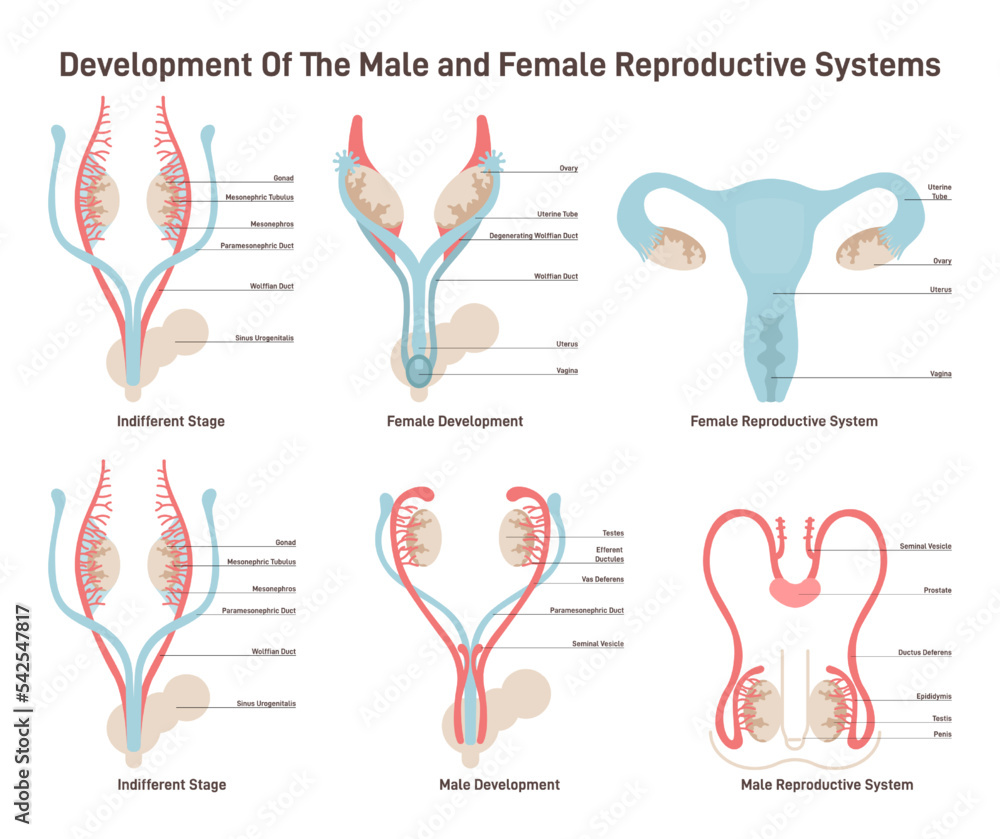 Male Development Structure Female and male reproductive system development set. Embryonic Stock ...