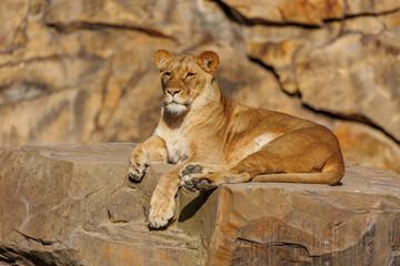 Wall Mural - Lioness lies on a stone and watches